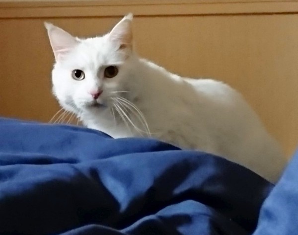 猫 メインクーン チロの写真