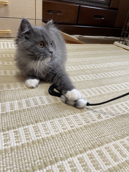 猫 ブリティッシュロングヘア ミントちゃんの写真