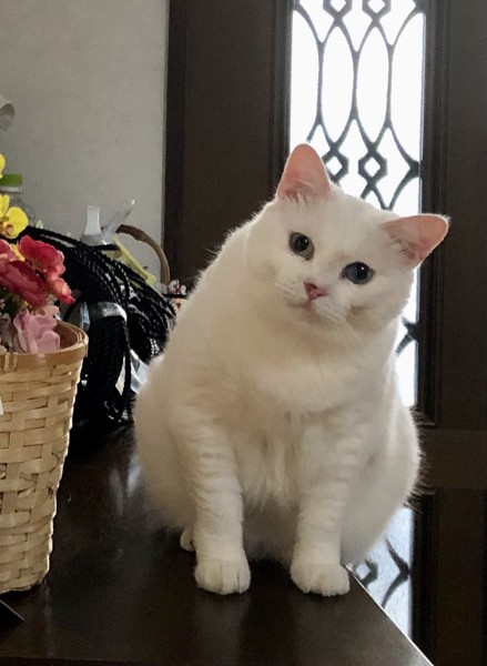 猫 白猫 令ちゃんの写真