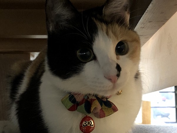 猫 三毛猫 ミケ子の写真