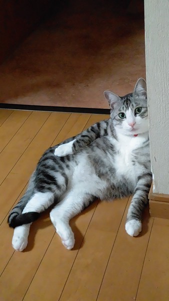 猫 サバシロ なぎの写真