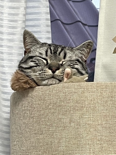 猫 マンチカン シオンの写真