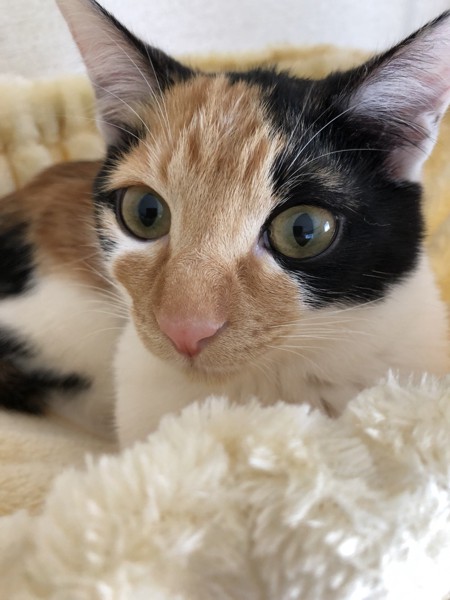 猫 三毛猫 ミコの写真