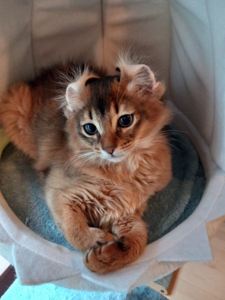 猫 ソマリ マリンの写真