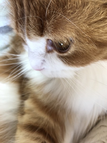 猫 スコティッシュフォールド ミントの写真