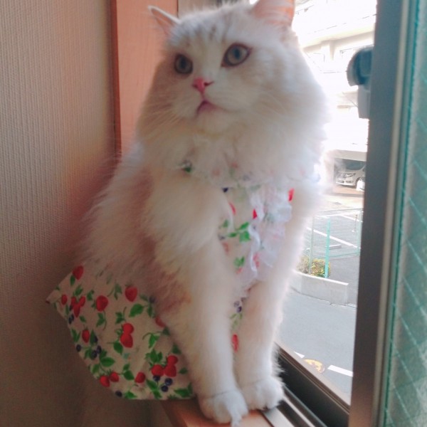 猫 ラガマフィン 風太の写真