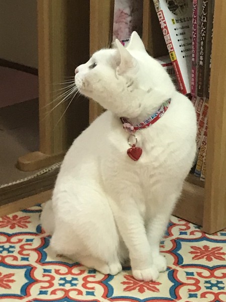猫 白猫 シロの写真