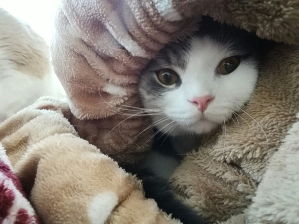 猫 スコティッシュフォールド ロロの写真