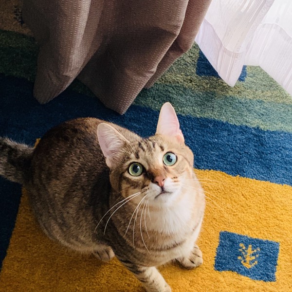 猫 キジトラ ゾゾの写真