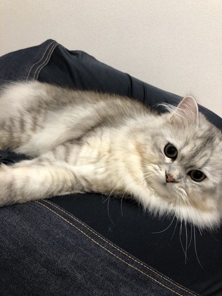 猫 ミヌエット 王子郎の写真