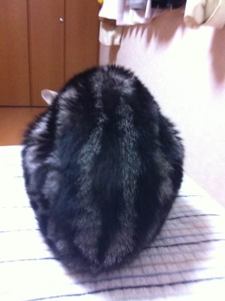 猫 アメリカンショートヘア むぅの写真