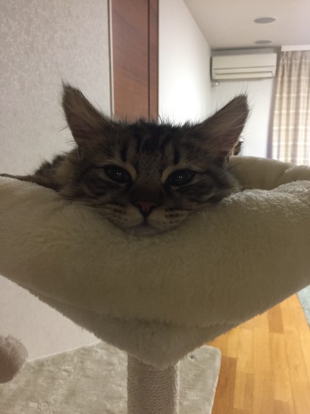 猫 ミヌエット 二郎の写真