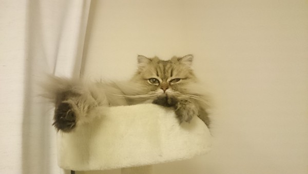 猫 チンチラペルシャ メイの写真