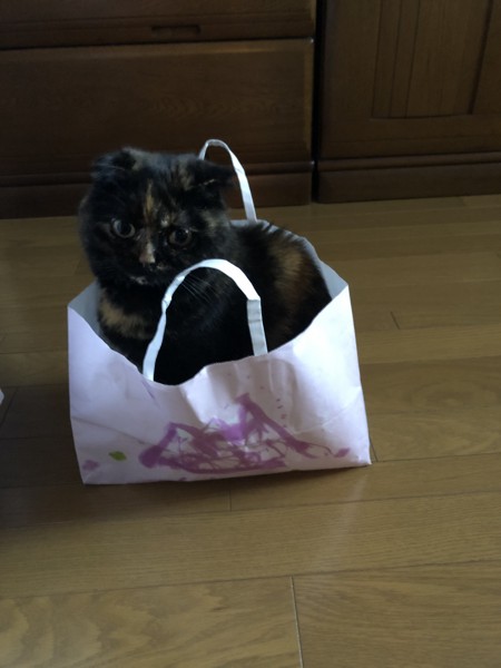 猫 スコティッシュフォールド すみちゃんの写真