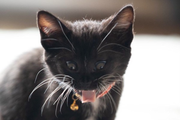 猫 黒猫 すずの写真
