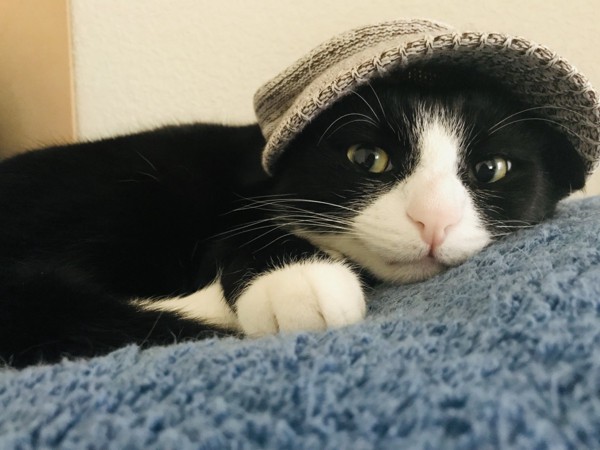 猫 タキシード トラオの写真