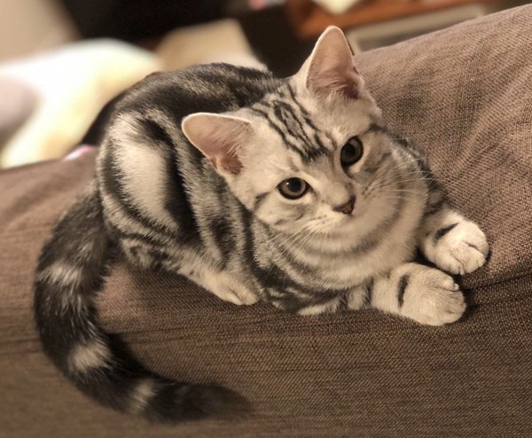 猫 アメリカンショートヘア ゴロの写真