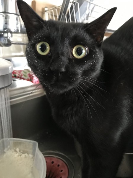 猫 黒猫 五郎の写真