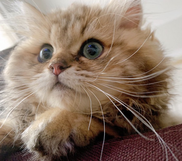 猫 スコティッシュストレート ちゃたまるの写真