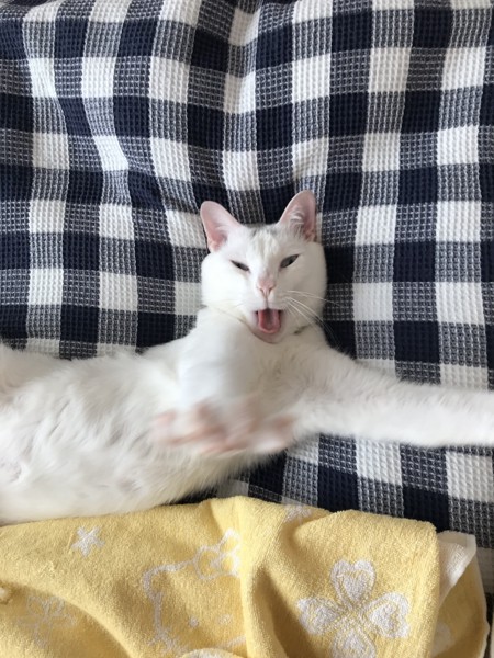 猫 白猫 麻呂の写真