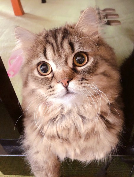 猫 スコティッシュフォールド ペチュの写真