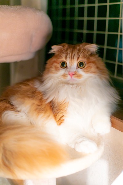 猫 スコティッシュフォールド 麻呂の写真