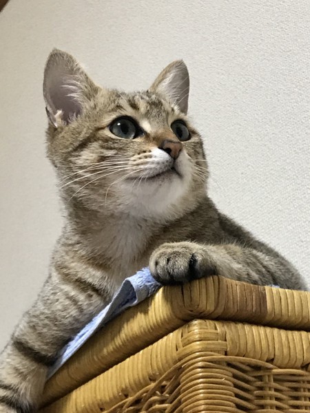 猫 キジトラ こいちゃんの写真