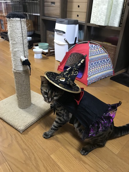 魔女の帽子とマントを付けて振り返る猫
