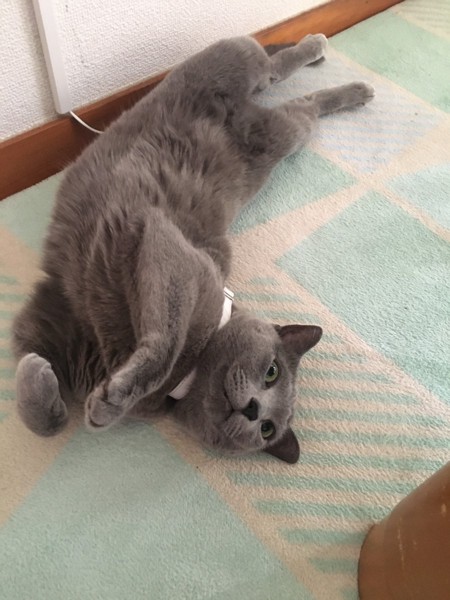 猫 ロシアンブルー グレちゃんの写真