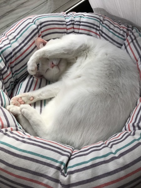 猫 白猫 麻呂の写真