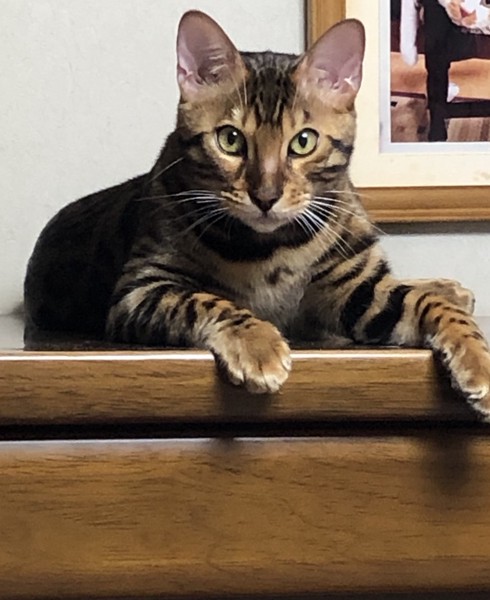 猫 ベンガル Otto の写真