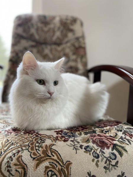 猫 白猫 ニコの写真