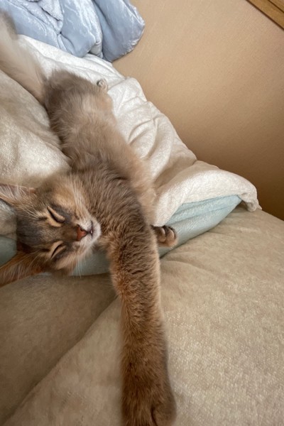 猫 ソマリ ナナテスカトリの写真