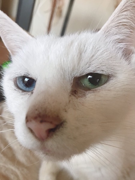 猫 白猫 みるの写真