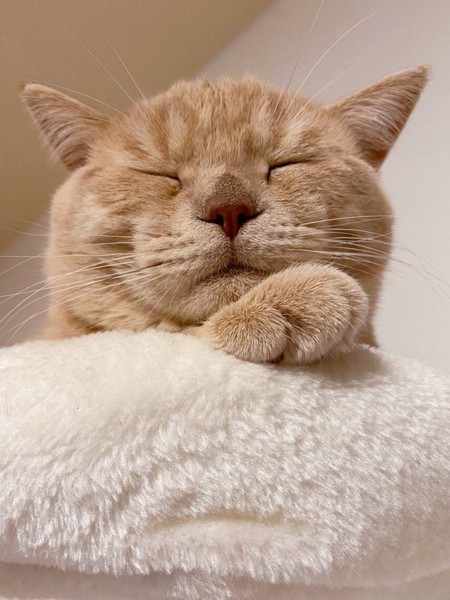 猫 ブリティッシュショートヘア ぷくの写真