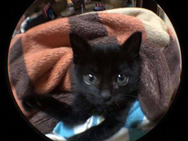 猫 黒猫 ネギの写真