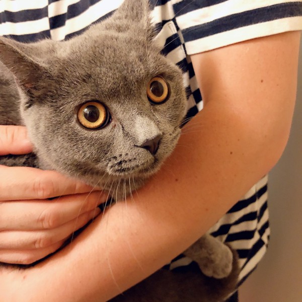 猫 ブリティッシュショートヘア ムーちゃんの写真