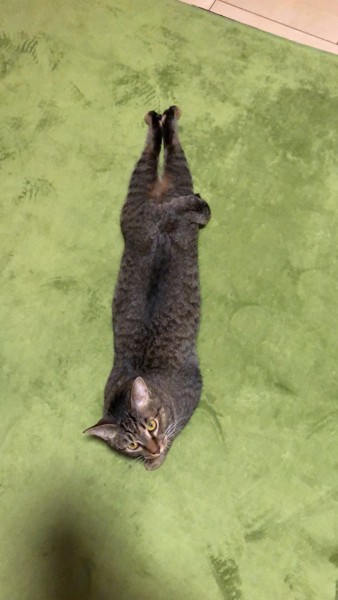 猫 キジトラ ニコの写真