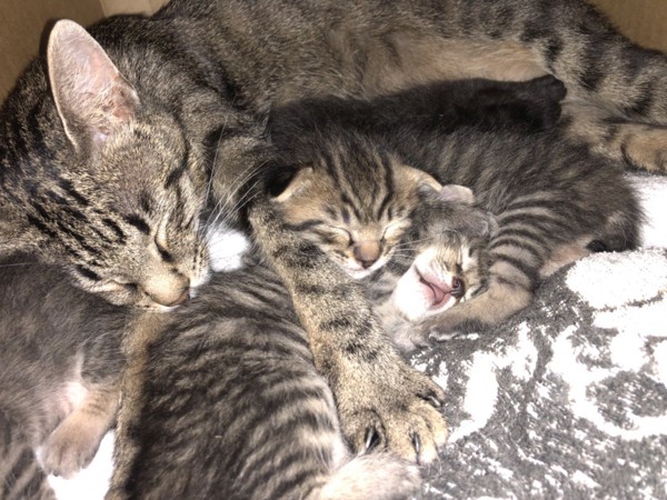 くっついて眠るママ猫と子猫たち