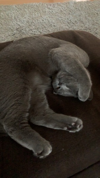 猫 ブリティッシュショートヘア ヒロ太の写真