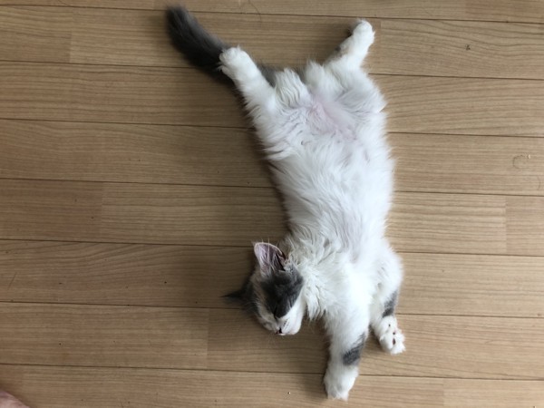 猫 スコティッシュストレート モコの写真