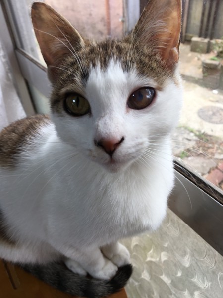 猫 キジシロ 梅子の写真