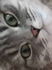 猫 マンチカン パルの写真