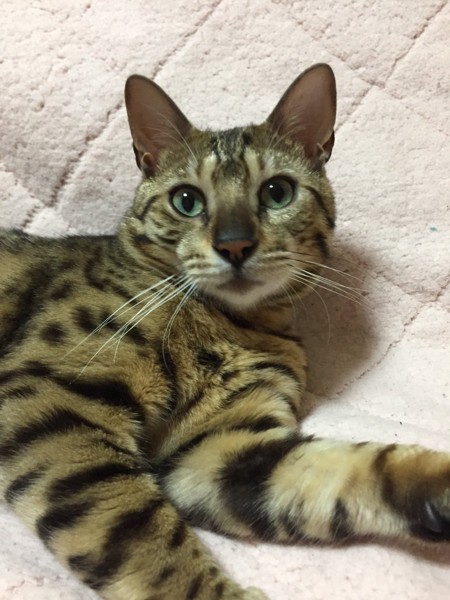 猫 ベンガル 小太郎の写真