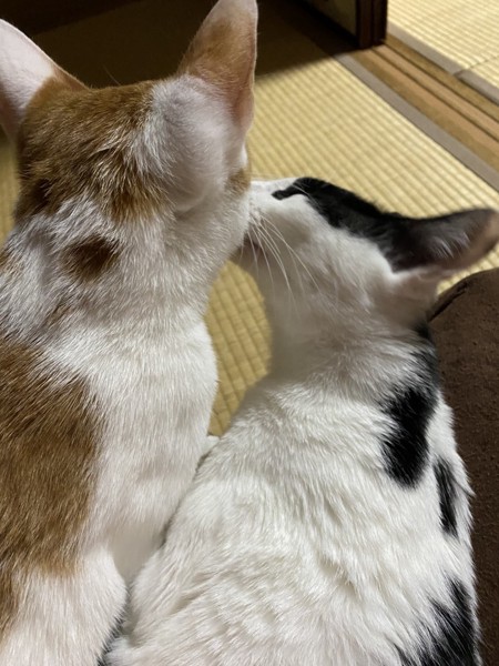 猫 雑種（ミックス） くっきー♂&りっきー♀の写真