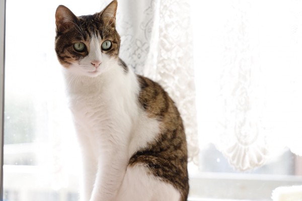 猫 キジシロ ルナの写真