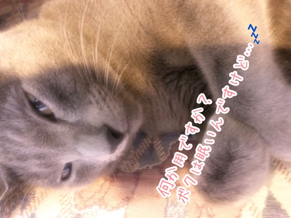 猫 ロシアンブルー ひじきの写真
