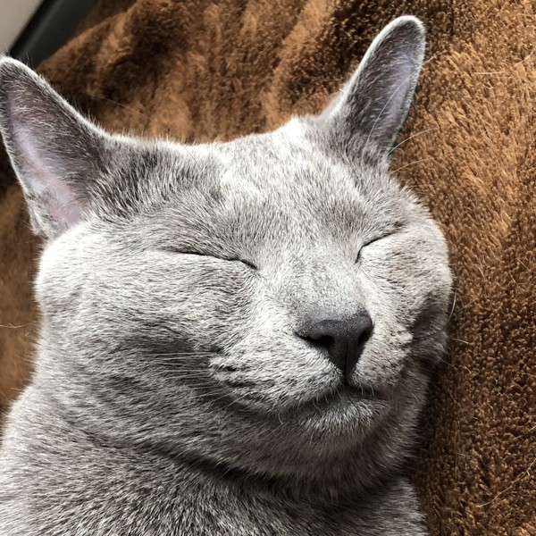 猫 ロシアンブルー タトの写真