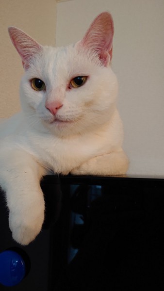 猫 白猫 べんの写真