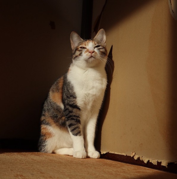 猫 三毛猫 笑福の写真